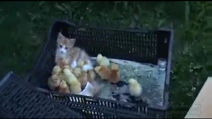 Коте и пиленца първи приятели