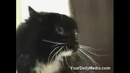 Говорещи Котки