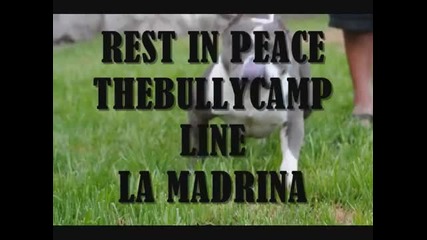 Mr._miagi_the_bully_camp_line_la