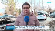 Бурните ветрове в София отнеха живота на една жена