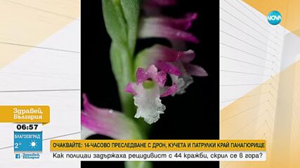 Откриха нов "стъклен" вид орхидея в Япония