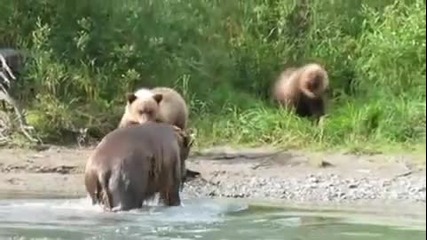 Кафява мечка прави перфектен улов на сьомга в реката!