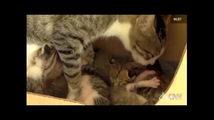 Котка припознава катериче