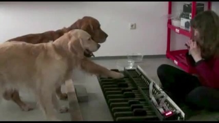 Две талантливи кучета