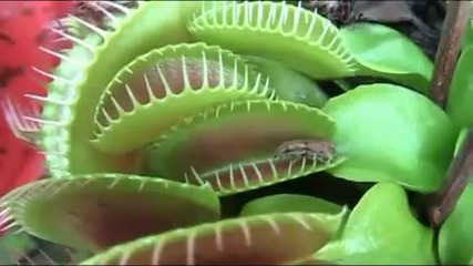 Растения хищници - Venus Flytrap