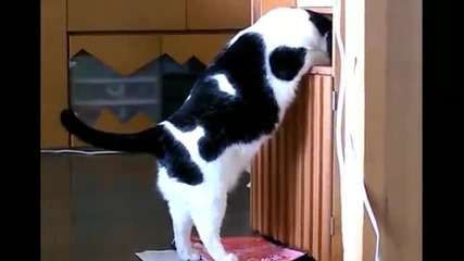 Дебело коте засяда в шкаф
