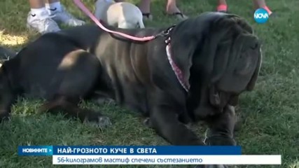 56-килограмов мастиф - най-грозното куче в света