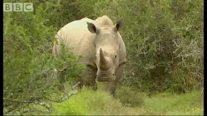 Bbc : Дивата Природа В Южна Африка!