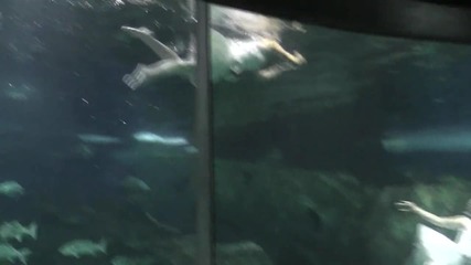 Да си хапна балерина в аквариума Turkuazoo!
