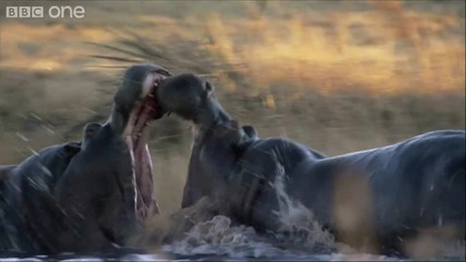 Hippo Fight - Natureчs Great Events The Great Flood - Bbc One 