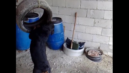 www.dog - varna.com Ротвайлер/rottweiler 