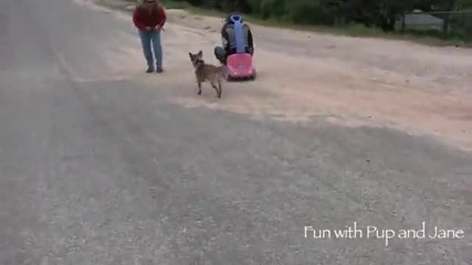 Браво На Кучето