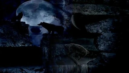 Krokus - Night Wolf