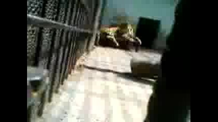 Ягуар В Ловешкия Зоопарк
