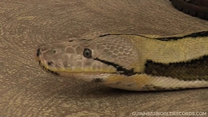 Най-дългата змия на Света !! Рекордите на Гинес