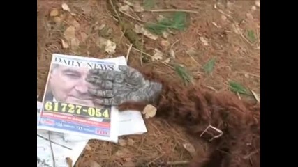 Bigfoot Found Dead