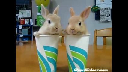 2 Rabbits Two Cups 