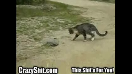Котка vs Змия!