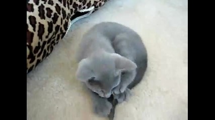 Този сивушко си играе сам...