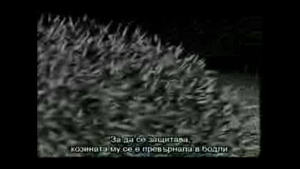 Животът На Бозайниците(филм 1, Серия 1) - Ловци на насекоми