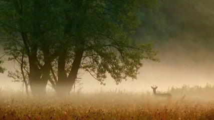 Serenade for Strings -tchaikovsky (misty landscapes)