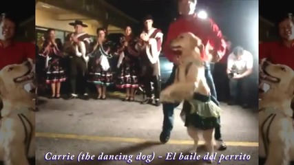 Merrenge dog (high Definition) 