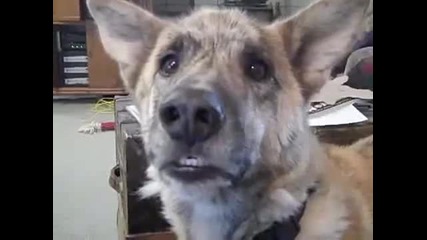 Ultimat dog tease