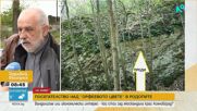 Посегателство над „Орфеевото цвете“ в Родопите: Кой унищожи над 400 защитени растения край Асеновгра