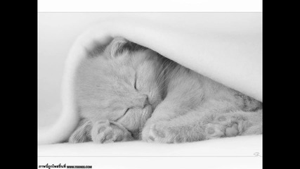 Котенца