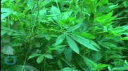 Dr. Gupta: 'Legalize Medical Marijuana'