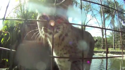Big Cat