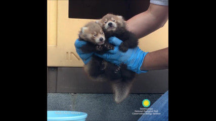 Малки Firefox-чета