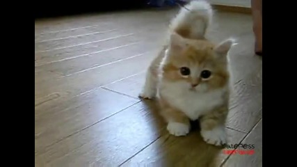 Много сладко котенце