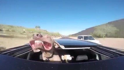 Куче се подава от покрива на кола при висока скорост