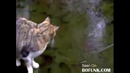 Няма такъв смях !!! 