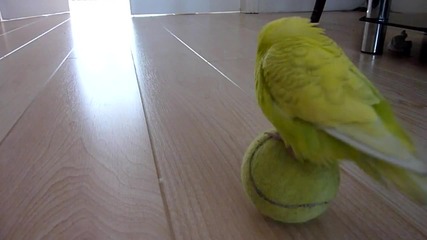 Папагал си играе с тенис топка