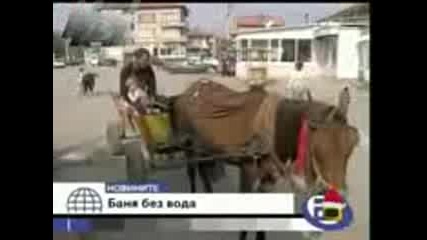 Cigani