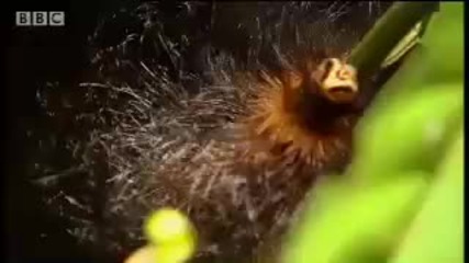 Closer Look at the Forest - Expedition Borneo - Bbc wildlife 