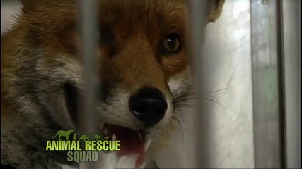 Зооспасители (Animal Rescue Squad) S02E08