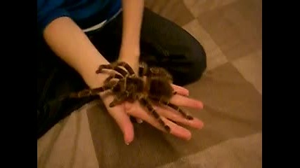Най - голямата тарантула 