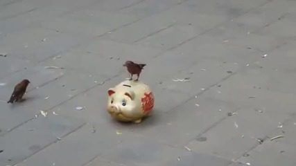 Птички събират монети в касичка