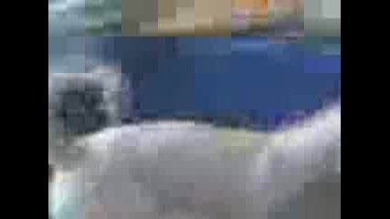 labrador : 