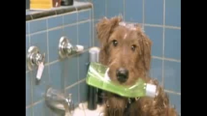 Firehouse Dog - One Strange Dog