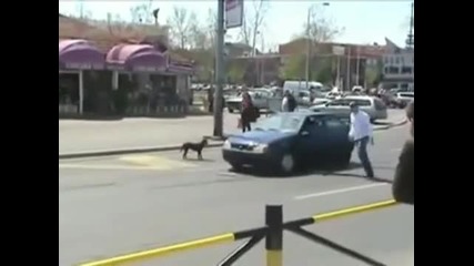 Куче срещу Кола 