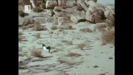 Ласи - Бг Аудио, Епизод (1965) - Lassie и чайката [1/2]