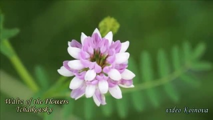 Waltz of the Flowers Tchaikovsky