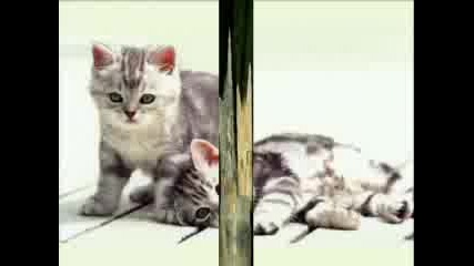 Коте