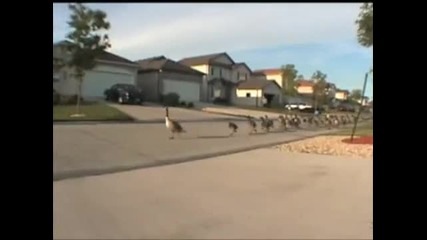 Улично нашествие на гъски 