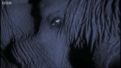 Lions attack elephant - Planet Earth - Bbc 