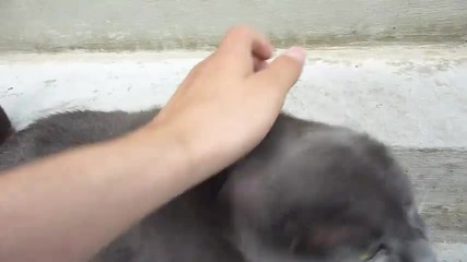 [ 00:55 - rofl moment ] Dubstep Kitty